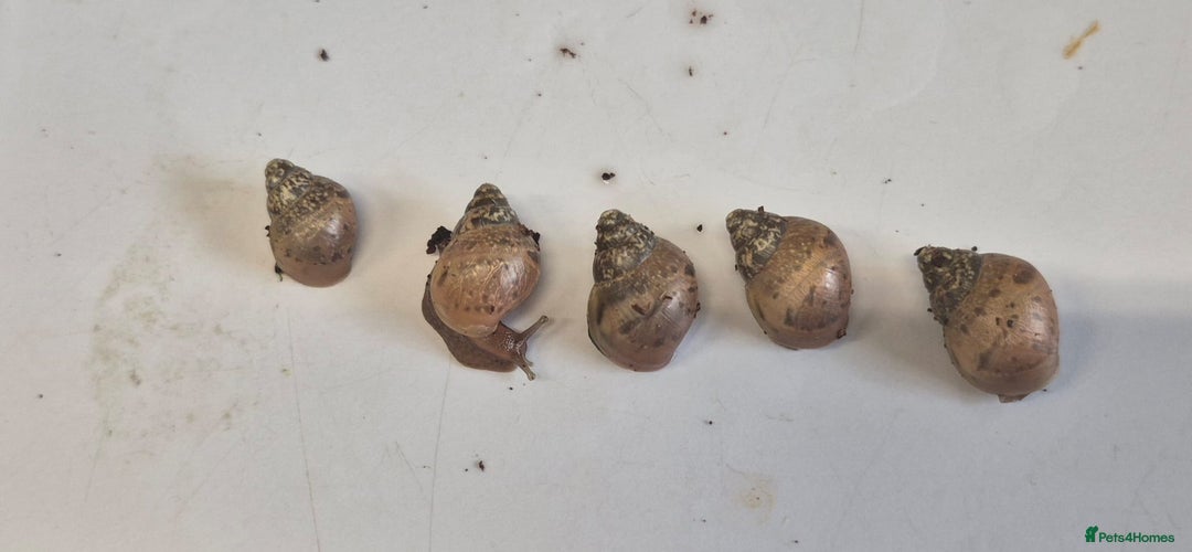Snails invertebrates for sale: Giant Land Snail Babies - Image 6