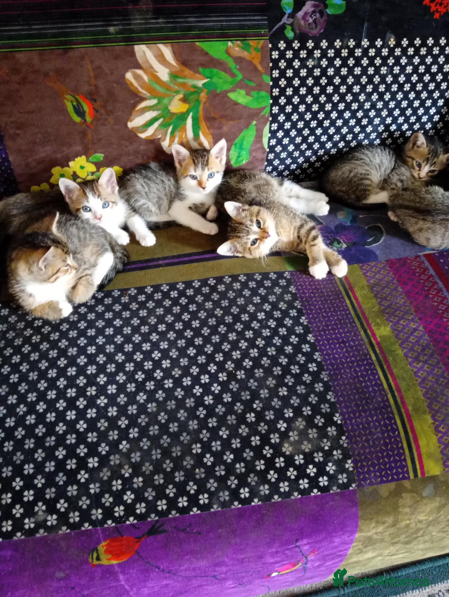 Mixed Breed cats Beautiful tabby kittens ready to go - Advert 3