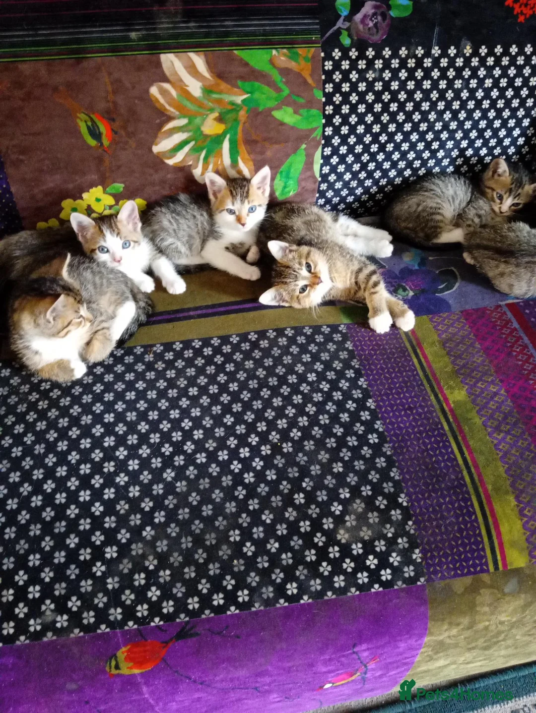 Mixed Breed cats for sale: Beautiful tabby kittens ready to go - Advert 1