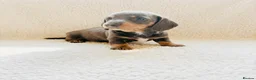 Miniature Dachshund dogs for sale: Quality Miniature Dachshund puppies - Advert 18