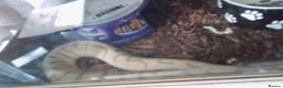 Python Snake reptiles for sale: Ball pythons for sale  - Advert 10