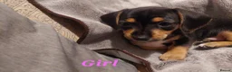 Chiweenie dogs for sale: Chiweenie puppies for sale in Bristol - Advert 8