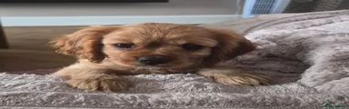 Cavalier King Charles Spaniel 2