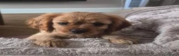 Cavalier King Charles Spaniel dogs for sale: STUNNING KC REG CAVALIER KING CHARLES PUPPIES  - Advert 1