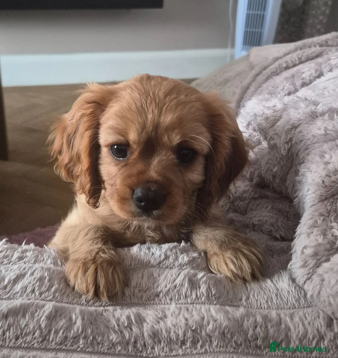 Cavalier King Charles Spaniel dogs for sale: STUNNING KC REG CAVALIER KING CHARLES PUPPIES  - Advert 1