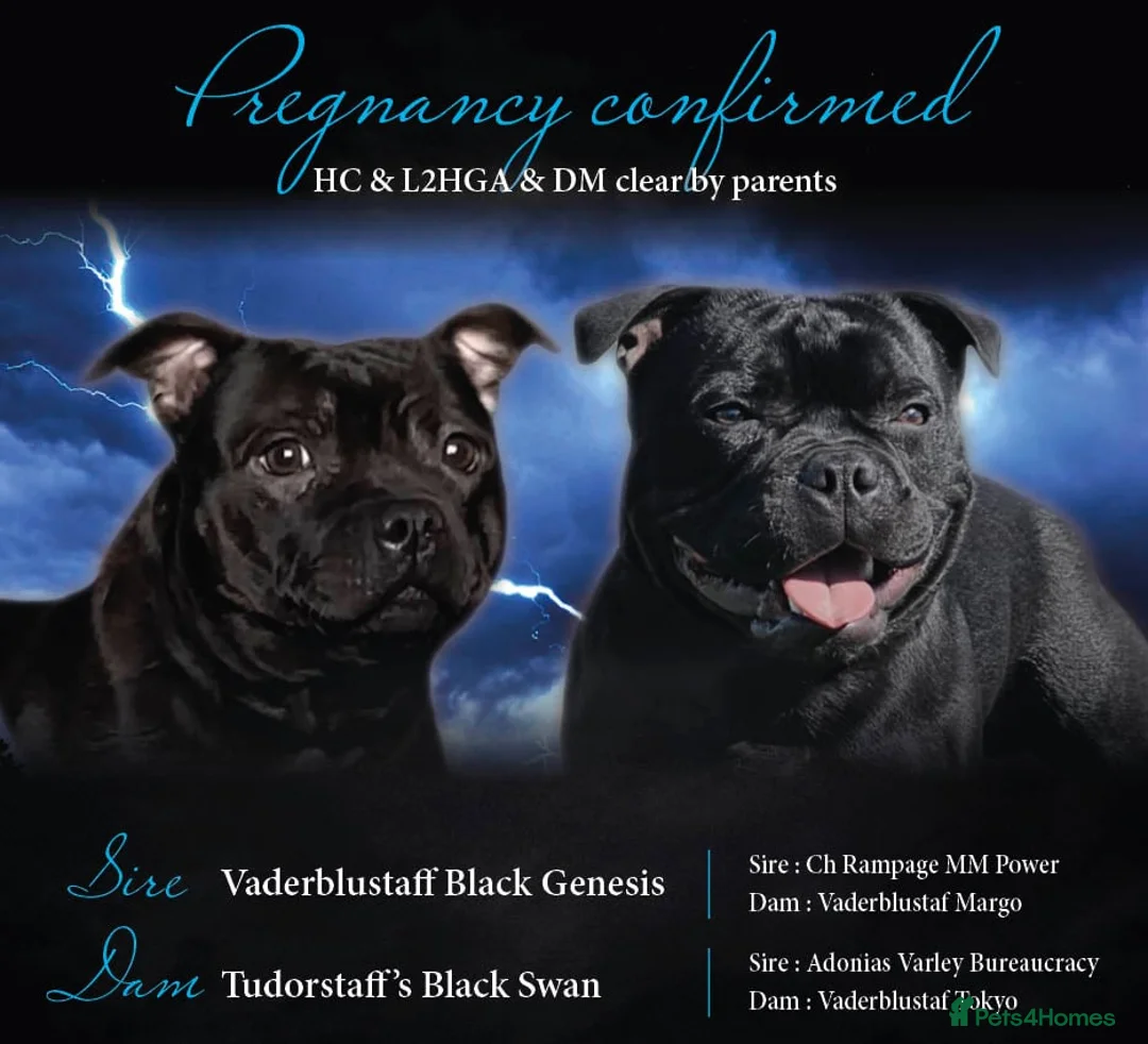 Staffordshire Bull Terrier dogs for sale: Pregnancy confirmed KC SBT’s  - Advert 1