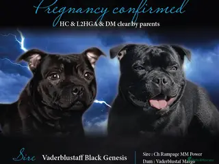 Staffordshire Bull Terrier dogs Pregnancy confirmed KC SBT’s - Advert 4