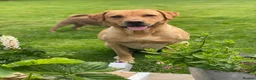 Labrador Retriever dogs for sale: Beautiful KC Registered Working Labrador pups in Leyland - Advert 11