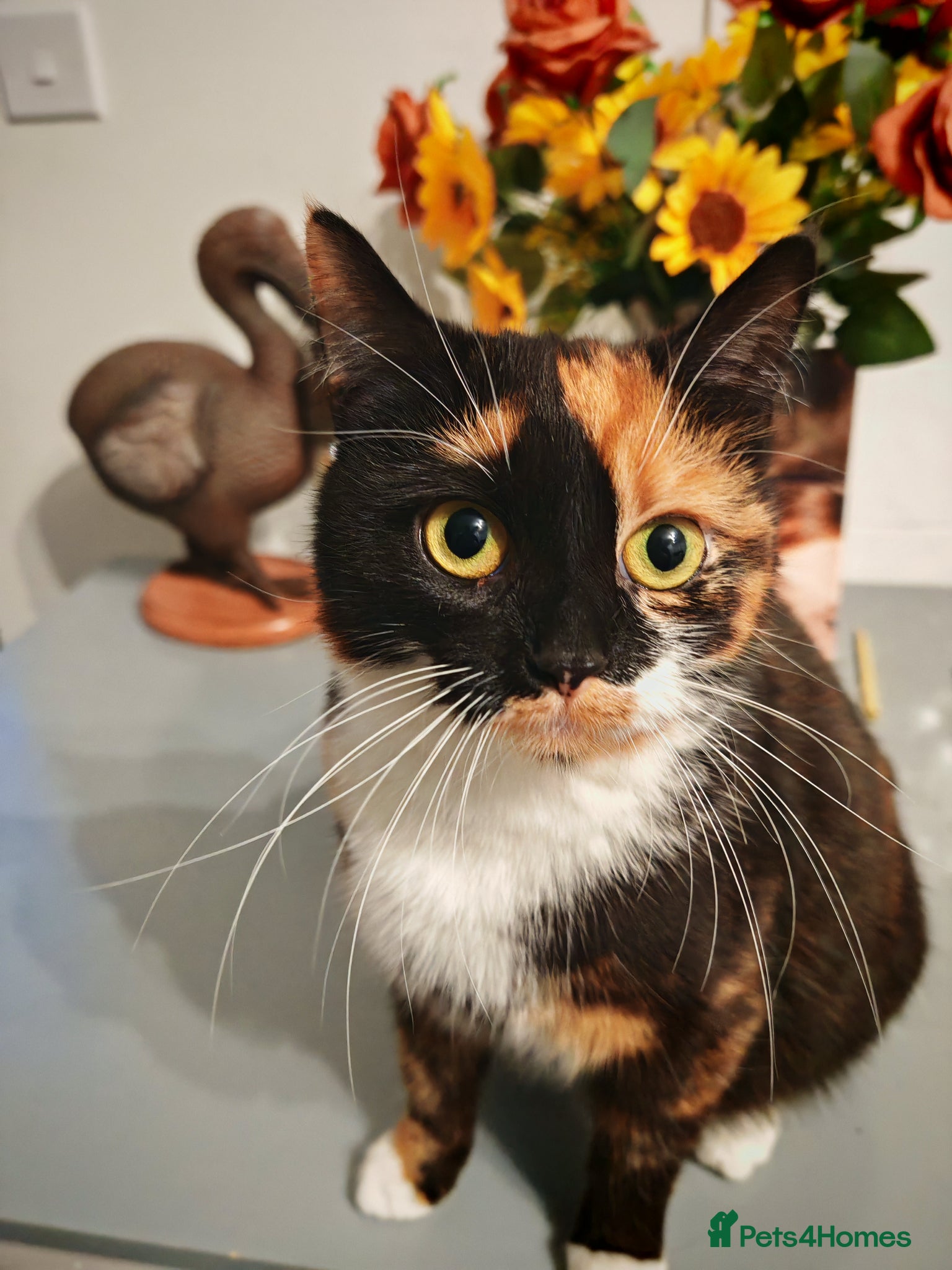 Mixed Breed cats 4 kittens  - Advert 1