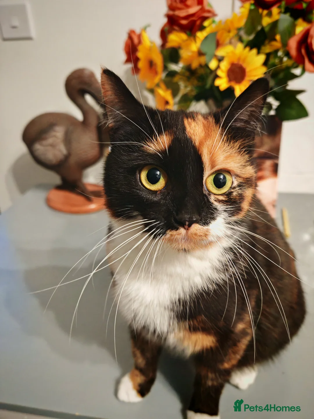 Mixed Breed cats for sale: 4 kittens  in Basingstoke - Advert 1