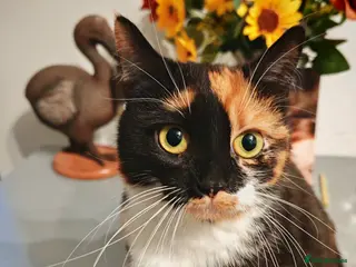 Mixed Breed cats 4 kittens - Advert 1