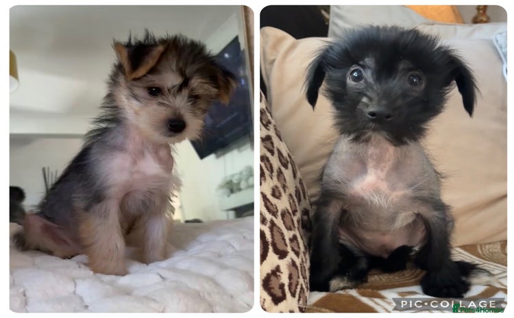 Chinese Crested dogs - Advert 3