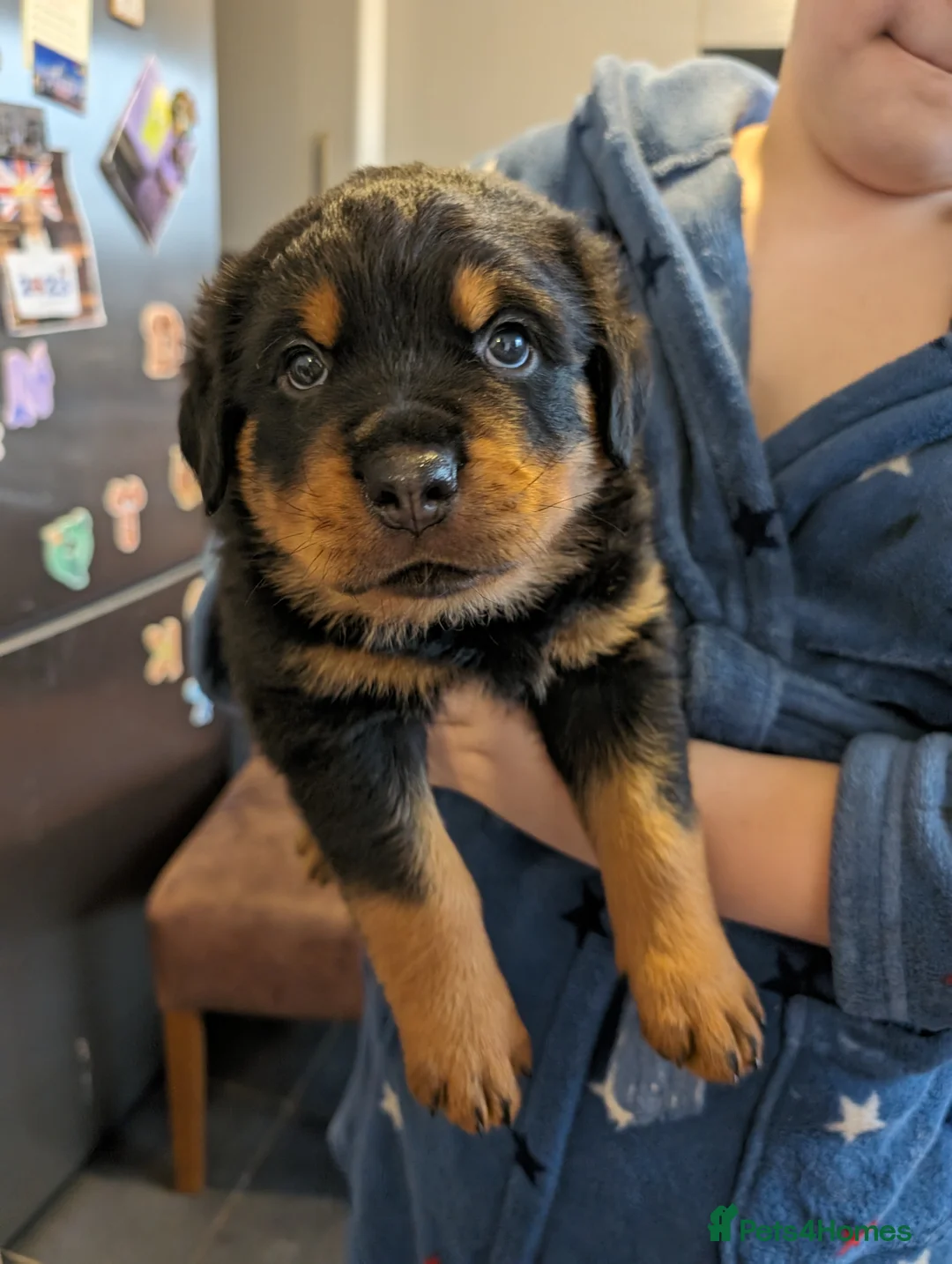 Rottweiler dogs for stud: Proven big boy ready for stud - Advert 11