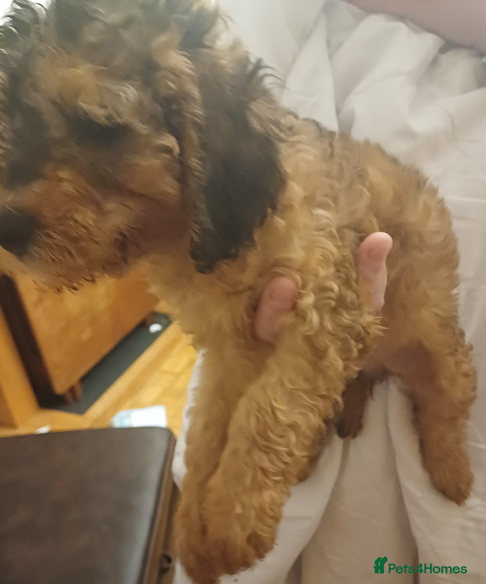 Cavapoo dogs Gorgeous Cavapoo Puppies. Ready To Go Now - Advert 3