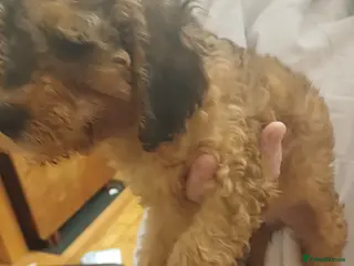 Cavapoo dogs Gorgeous Cavapoo Puppies. Ready To Go Now - Advert 3