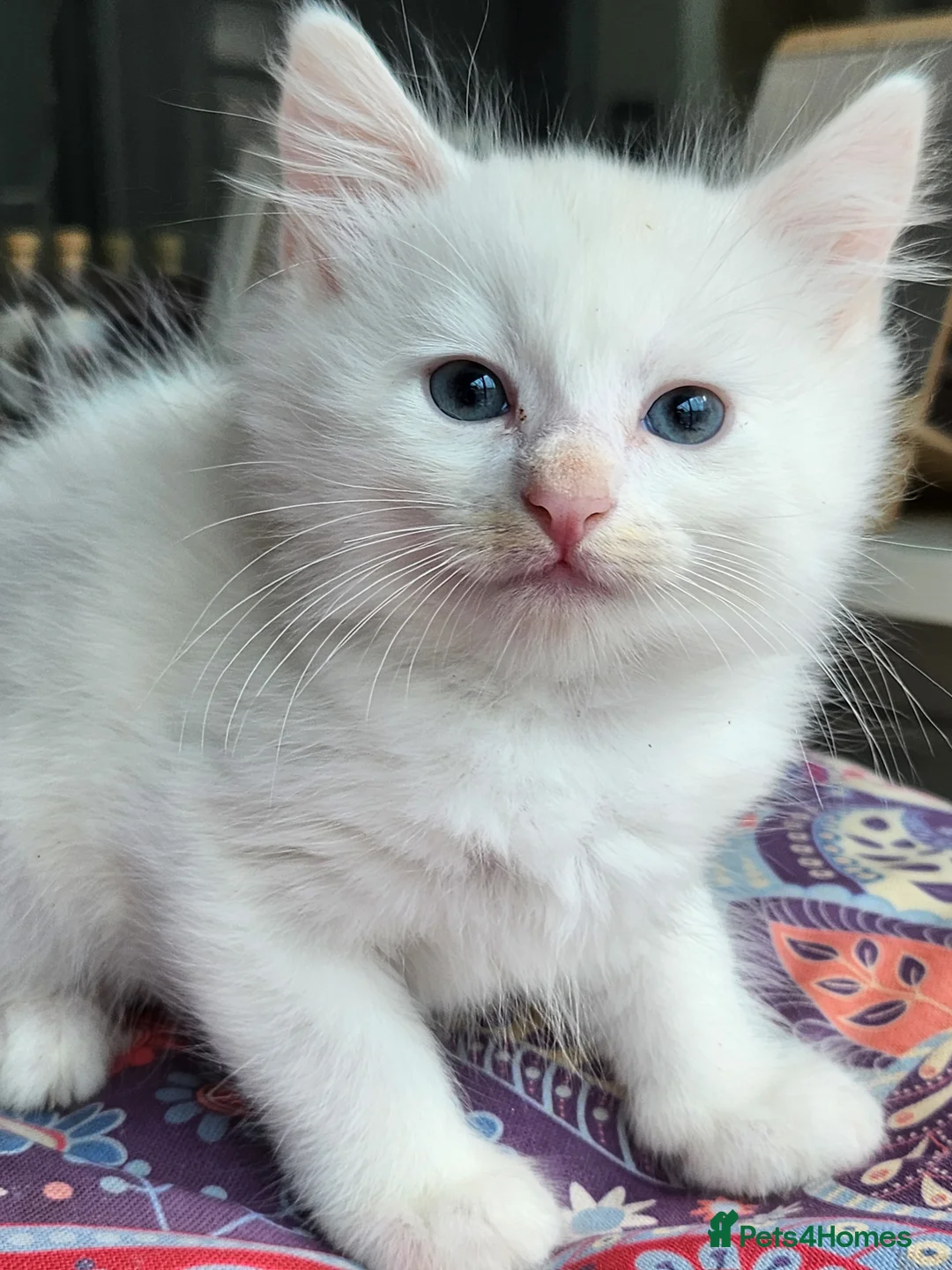 Mixed Breed cats for sale: Khao Manee mix kittens for sale  - Advert 22