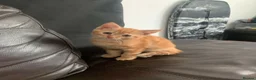 Mixed Breed cats for sale: Female ginger kitten  - Advert 9