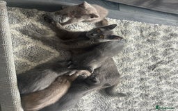 British Shorthair cats for sale: Beautiful British short hair kittens  in Manchester - Image 3