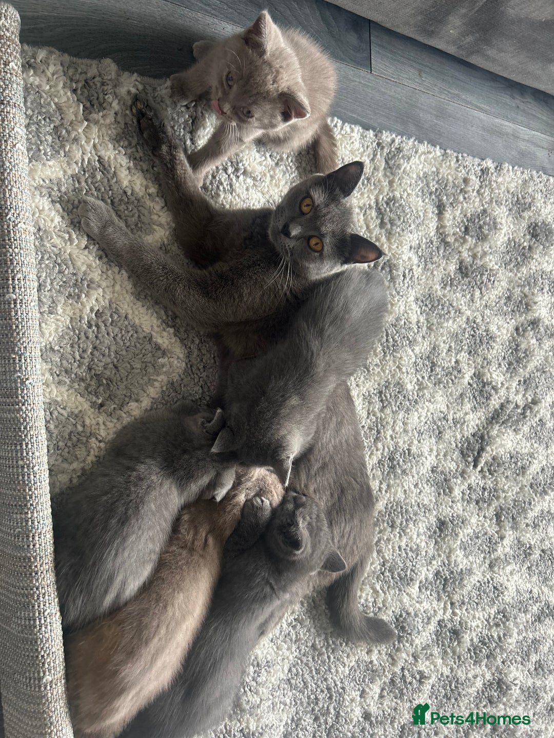 British Shorthair cats for sale: Beautiful British short hair kittens  in Manchester - Image 3