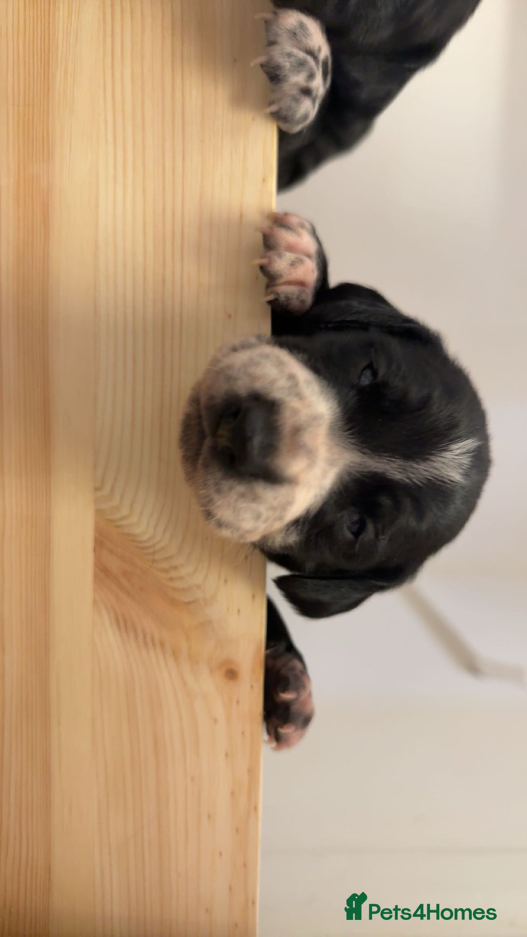 Mixed Breed dogs for sale: Dalmatian X Cocker spaniel - Advert 7