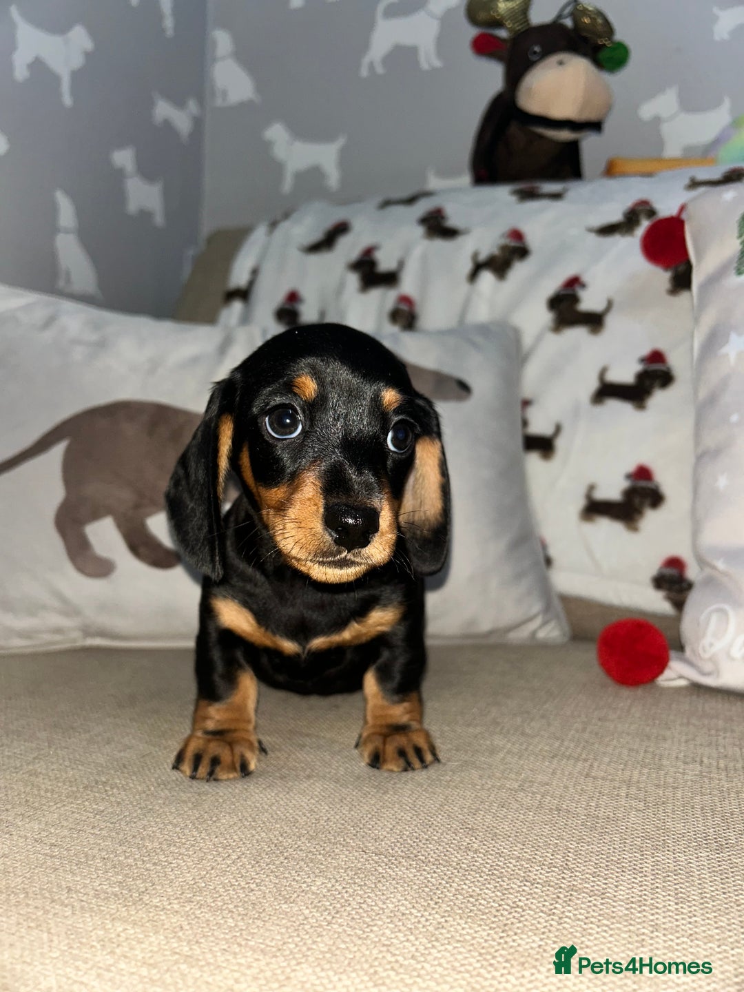 Miniature Dachshund dogs for sale: Miniature Smooth Dachshund Puppies  - Advert 4