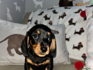 Miniature Dachshund dogs Miniature Smooth Dachshund Puppies - Advert 1