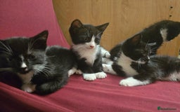 Mixed Breed cats for sale: 6 kittens - Image 12