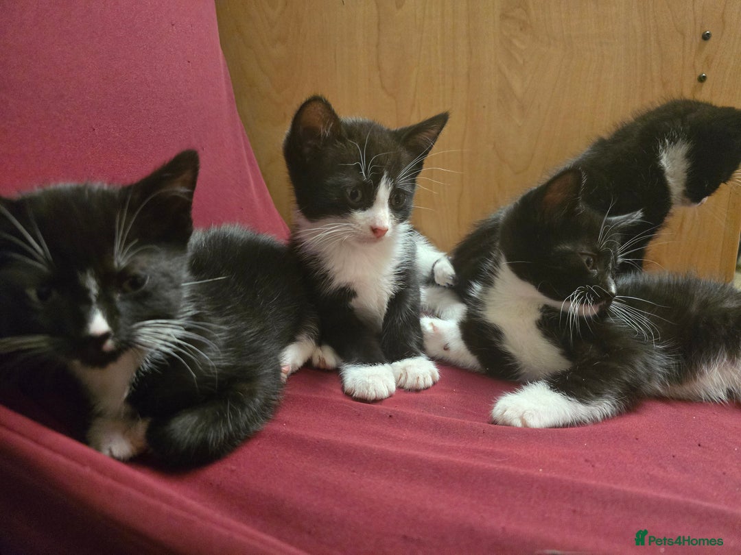 Mixed Breed cats for sale: 6 kittens - Image 12