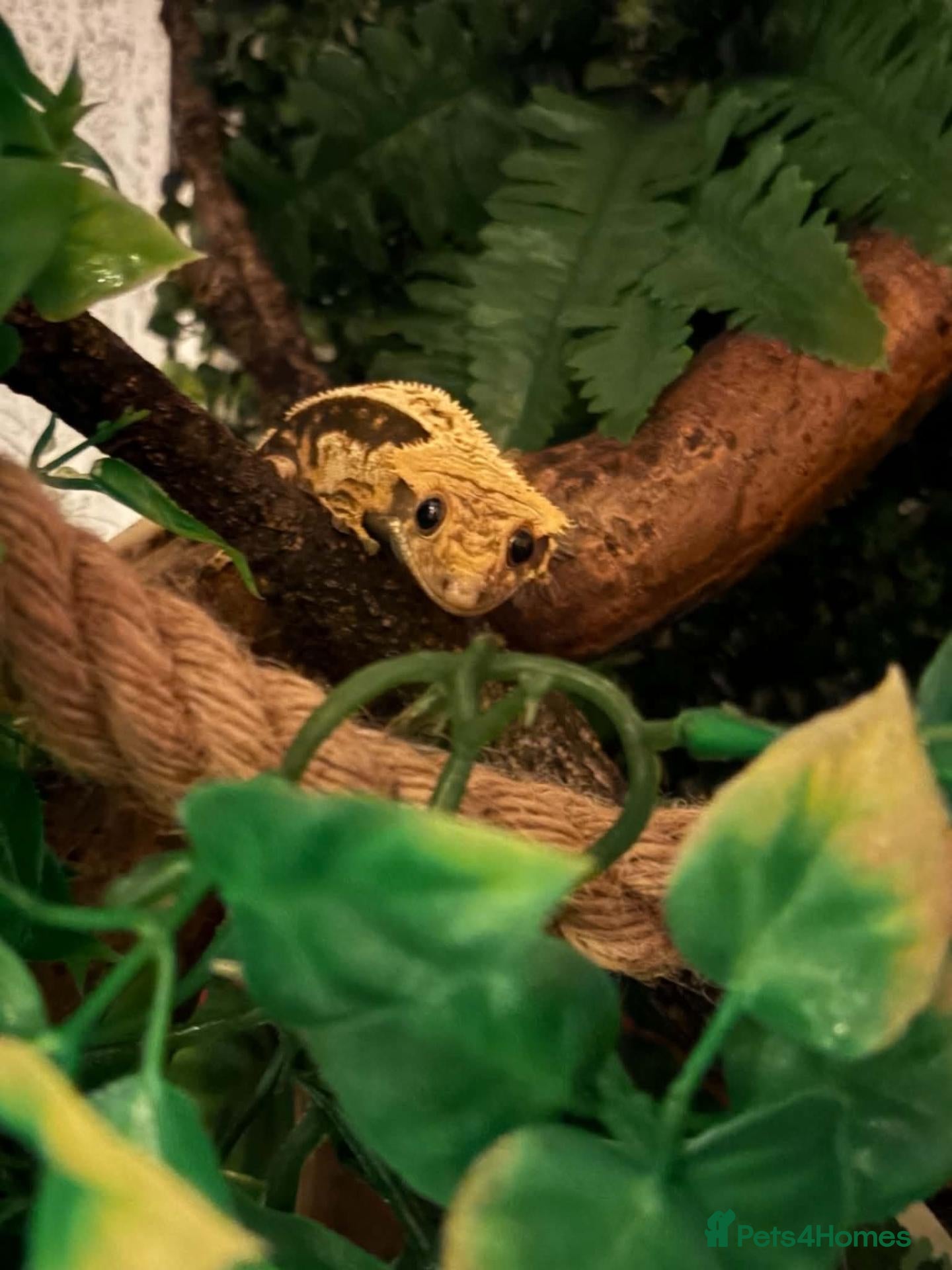 Gecko reptiles Male 1 year old crested gecko  - Advert 1
