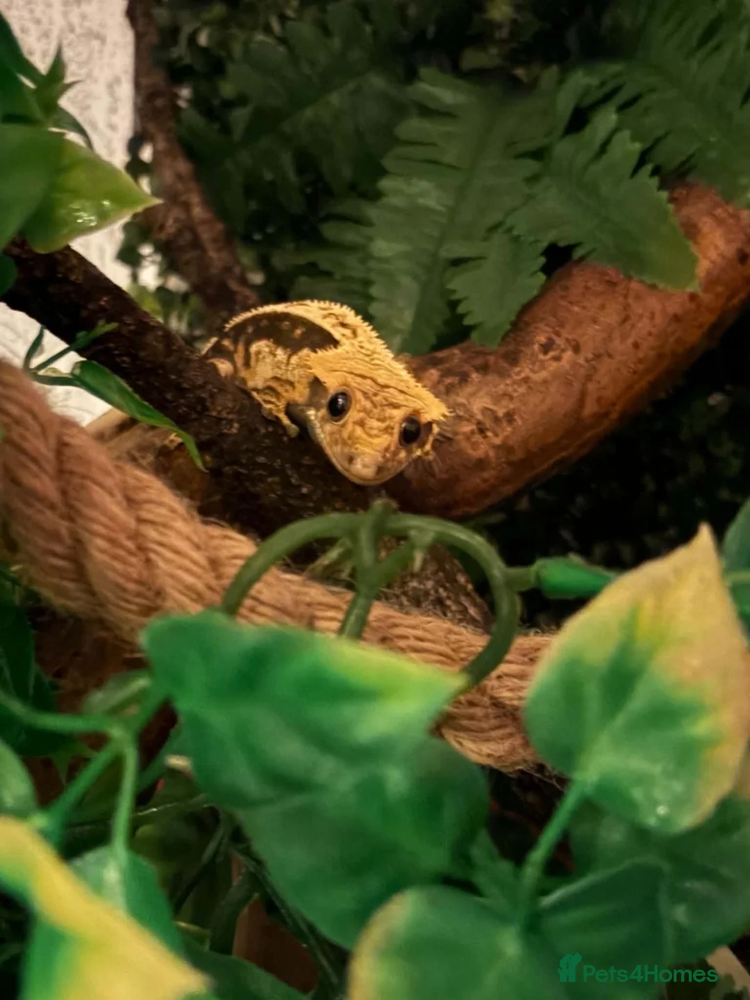 Gecko reptiles for sale: Male 1 year old crested gecko  - Advert 1