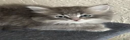 Siberian cats for sale: Siberian kittens  - Advert 4