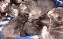 Maine Coon cats for sale: 7 beautiful kittens  - Image 16