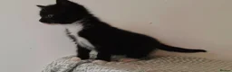 Mixed Breed cats for sale: Beautiful Kittens Looking for Loving Homes - Advert 14