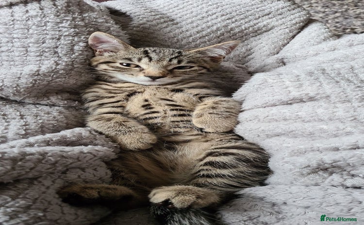 Mixed Breed cats in Grantham - Advert 1