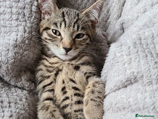 Mixed Breed cats in Grantham - Advert 2