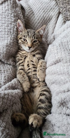 Mixed Breed cats in Grantham - Advert 1