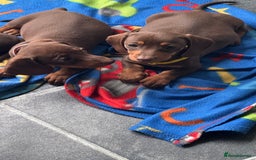 Miniature Dachshund dogs for sale: Miniature Chocolate & Tan Dachshund Quick sale  - Image 12