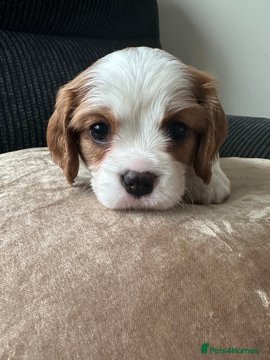 Cavalier King Charles Spaniel dogs for sale: Fully health tested CKCS 🐶💙🐾 - Image 24