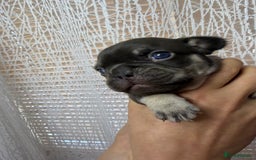 French Bulldog dogs for sale: French bulldog  - Advert 6