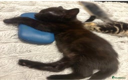 Norwegian Forest Cat cats for sale: Beautiful fluffy kittens - Image 9