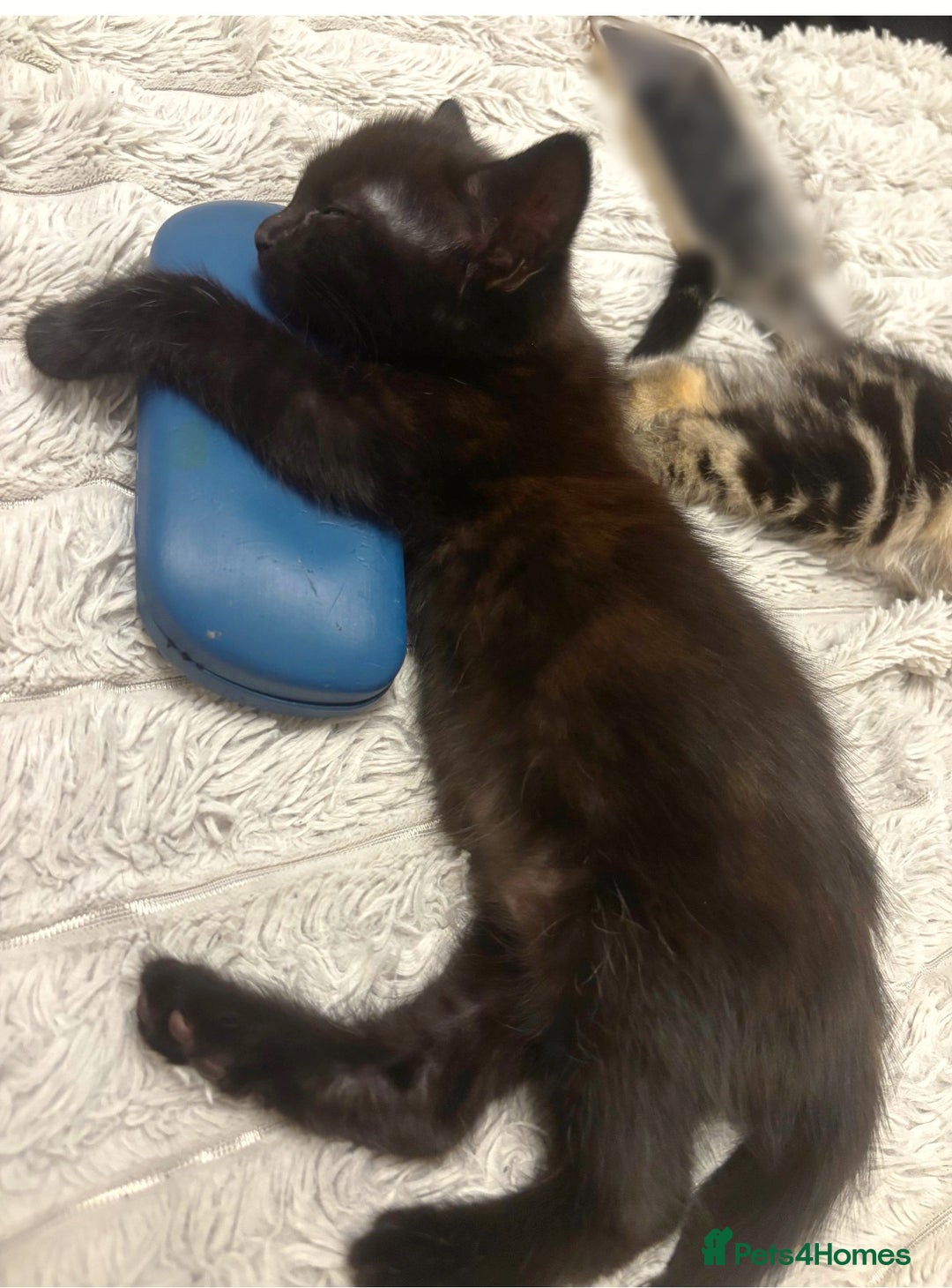 Norwegian Forest Cat cats for sale: Beautiful fluffy kittens - Image 9
