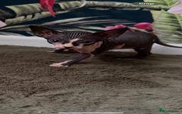 Sphynx cats for sale:  6 Beautiful Sphynx Kittens Ready Soon – 5★ - Image 24
