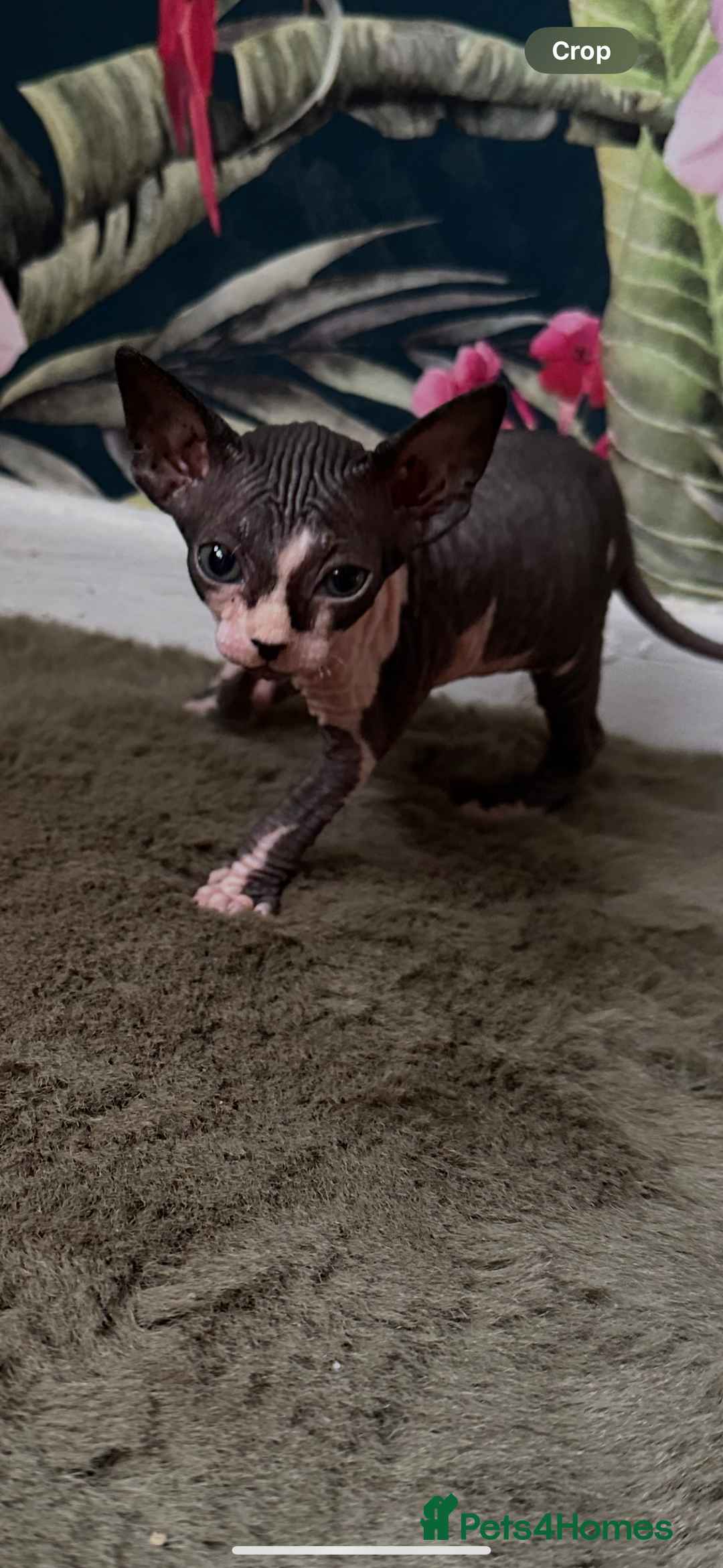 Sphynx cats for sale:  6 Beautiful Sphynx Kittens Ready Soon – 5★ - Image 24