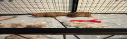 American Bully dogs for sale: Lucci vs Gr CH McLovin pups  - Advert 14