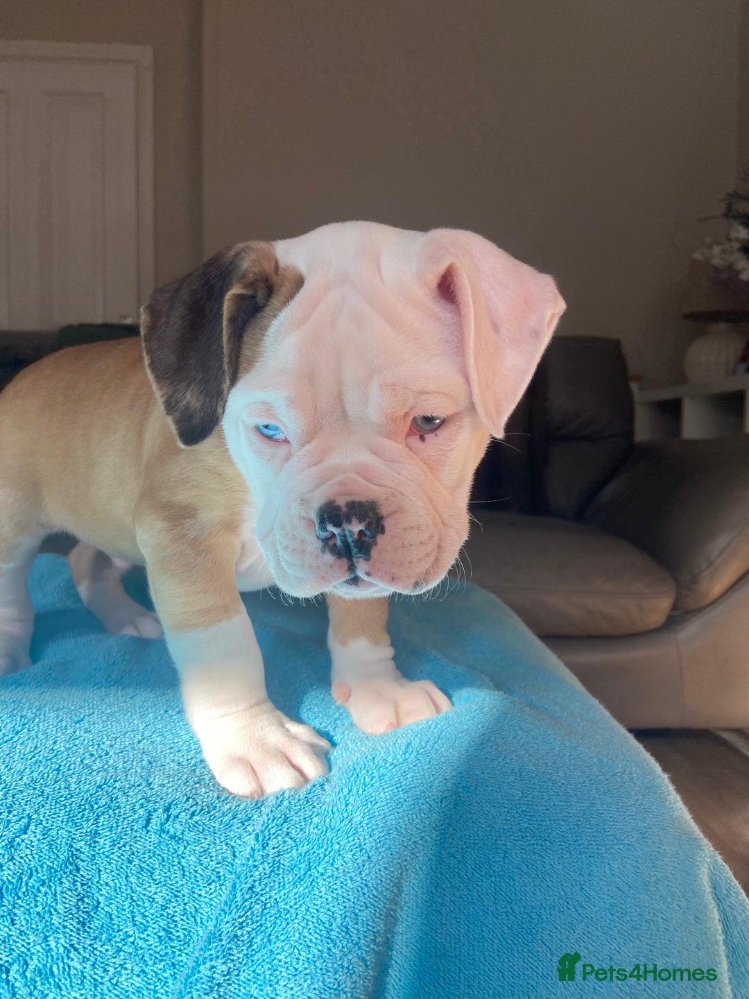 Alapaha Blue Blood Bulldog dogs for sale: Beautiful Alapaha blue bulldogs  - Image 6