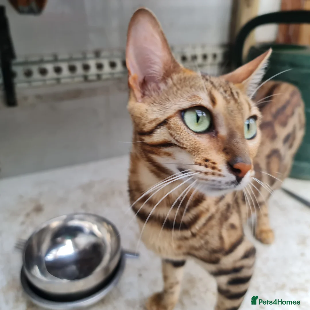 Bengal cats for sale: Cuddly affectionate lapcat  - Advert 1