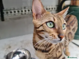 Bengal cats Cuddly affectionate lapcat - Advert 2