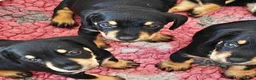 Mixed Breed dogs for sale: Mini Schnauzer X Mini Daschund puppies  - Advert 29