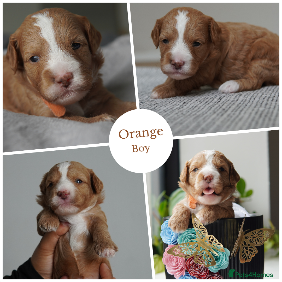 Cavapoo dogs for sale: Beautiful toy Cavapoo puppies 🐶 🐾 - Image 6