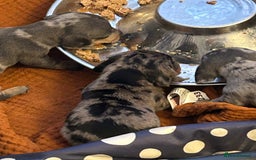 Miniature Dachshund dogs for sale: Six beautiful miniature Dachshunds - Image 9